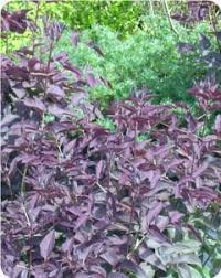 Image result for Clematis recta atropurpurea