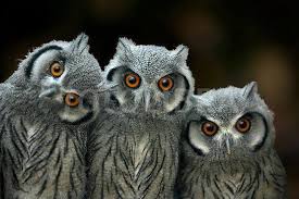 That S The Biggest Mouse I Ve Everrrrr Seen Phil That S A Kangaroo Rick You Ve Got To Get Some Glasses Baby Owls Owl Beautiful Owl