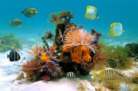 Costa rica acquired cocos island in 1869. Die Unterwasserfauna Der Isla Del Coco Costa Rica