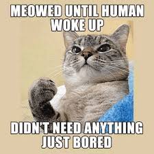 Cat memes compilation and funny videos of 2020. Hilarious Cat Memes To Make You Laugh Right Meow