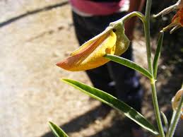 Image result for Crotalaria torrei
