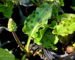 Image result for Drimiopsis