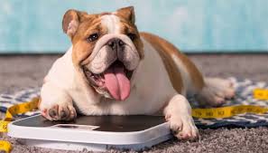 Get info on hundreds of breeds! Dog Breeds That Are Most Prone To Obesity Pets Feed