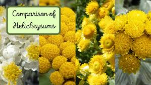 Image result for Helichrysum decorum
