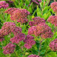 Cold hardy annuals are a great way to extend the color in your garden into the cool months of spring and fall. 20 Best Perennial Flowers Easy Perennial Plants To Grow