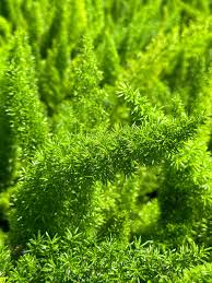 Image result for Asparagus radiatus
