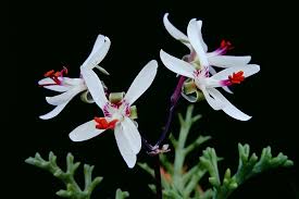 Image result for Ceratophyllum