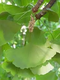 イチョウの雌雄を葉で見分ける 好奇心の植物観察