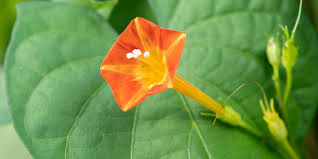 Image result for Ipomoea crassipes