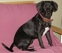 We did not find results for: List Of Boston Terrier Mix Breed Dogs