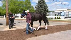 The field for the 146th preakness will be drawn tuesday after. Ywglhk0v8wzxlm