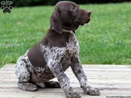 German wirehaired pointers are noble and distinctive in appearance. Ship From Gfp Shipping Puppies Greenfield Puppies Pointer Puppies German Shorthaired Pointer German Shorthaired Pointer Dog