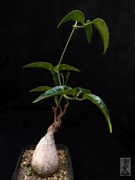 Image result for Cyphostemma quinatum