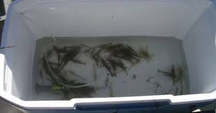 Fabriquer Vivier Pour Peche En Mer On Peut Ainsi Garder Vivants Poissons Et Appats Viviers Peche En Mer Bateau
