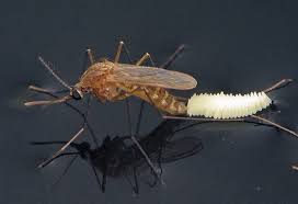 The virus is transmitted to humans and horses by. West Nile Virus Season To Last Longer As Climate Changes Climate Central