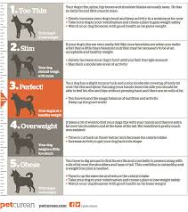 Body Score Chart For Dogs Petcurean