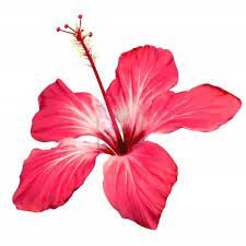 Hibiscus Flower Blossom Vector Art Art Blossom Flower Hibiscus Vector In 2020 Flower Drawing Watercolor Flowers Hibiscus Flowers