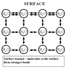 Surface Tension And Water