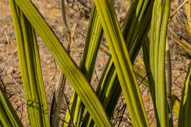 Image result for Dracaenaceae