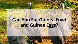 According to hien (2002), guinea fowl start egg production between 31 and 36 weeks of age depending on health. Can You Eat Guinea Fowl And Guinea Eggs