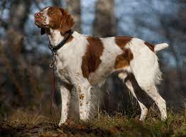 Brittany spaniel dogs are high energy couch potatoes. Brittany Dog Wikipedia