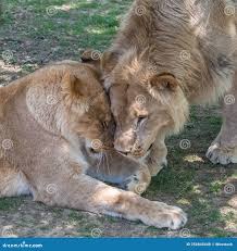 Leone E Leoni Che Abbracciano Il Campo Fotografia Stock - Immagine di  vivace, amore: 256843448