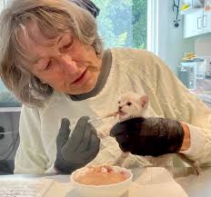 Can you stand the little kitten cuteness? Nope. Ask to see fluffies Tink  and Tiny! #lcpa #adopttink #adopttiny