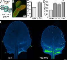 Maybe you would like to learn more about one of these? Tor Dynamically Regulates Plant Cell Cell Transport Pnas