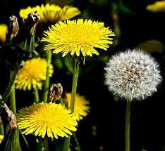 Here Are 3 Ways You Can Put Those Dandelions In Your Back Yard To Good Use Dandelion Survival Gardening Dandelion Flower