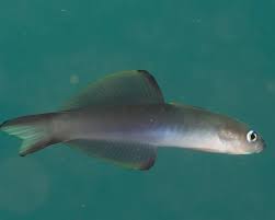 Image result for Pteris kivuensis