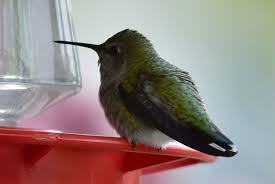 To prevent hummingbird feeder bees, wasps, yellow jackets or honey bees use tray or dish feeders or bee guards or hummingbird feeders with bee guards to keep the bees away. Montana Birding Late Fall Hummingbirds A Rare Sighting State Regional Mtstandard Com