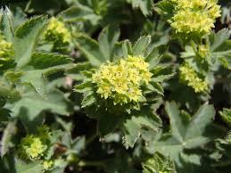 Image result for Alchemilla johnstonii