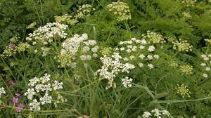 Cow parsley is important for a variety of insects, including bees and hoverflies, as it is an early source of pollen. Cow Parsley Identification Edibility Distribution Comparison With Hemlock Galloway Wild Foods