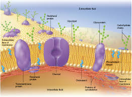 Pin On Chapter 3 Cellular Form And Function