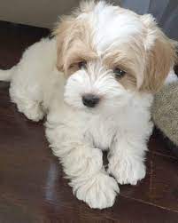 Incredible Puppies For Sale Near Me Under 300 Google Hybrid Dogs Puppies Cute Dogs