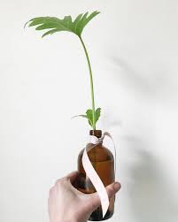 Plant Swaps How To Trade Houseplants Cuttings Seeds Hanging Plants Philadendron Plant Plants