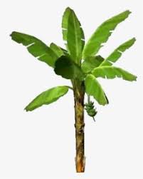 Please to search on seekpng.com. Banana Tree Png Images Free Transparent Banana Tree Download Kindpng