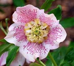 Image result for Jamesbrittenia micrantha