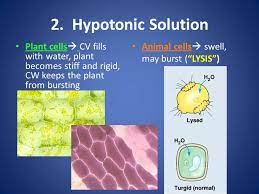 We did not find results for: Osmosis Review 1 Hypertonic Solutions Plant Cells The Central Vacuole Loses Water And The Cells Shrink Causing Wilting Animal Cells Shrink Plasmolysis Ppt Download