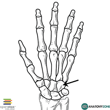 Image result for Hamate Bone