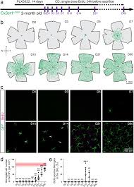 20 december 1966) is a german businessman and nightclub owner, whose luxurious lifestyle results in some coverage in the german yellow press. Dual Extra Retinal Origins Of Microglia In The Model Of Retinal Microglia Repopulation Cell Discovery