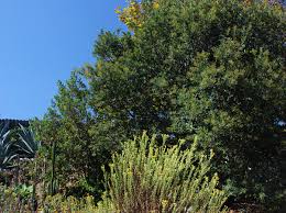 Image result for Stigmella arbusculae