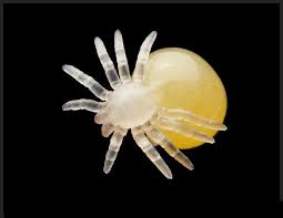 What kind of tarantulas live in southern california? A Newborn Tarantula Tarantula Insect Photos Pet Spider