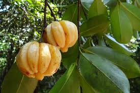 Image result for Garcinia