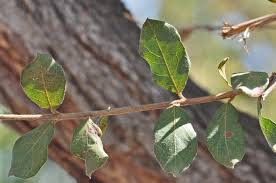 Image result for Combretum hereroense