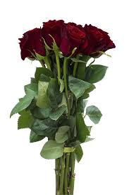 Black Baccara Rose Dark Red Roses Flower Explosion
