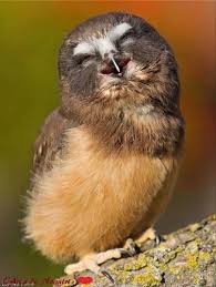 lowl baby owls happy owl owl pictures