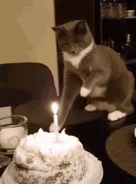 We did not find results for: Birthday Cat Gifs Tenor