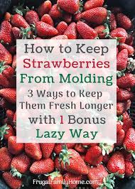 But fresh strawberries are expensive, and there's nothing worse than buying a pint of perfectly ripe strawberries only for them to go bad within a day or two. How To Keep Strawberries From Molding The Best To Store Strawberries