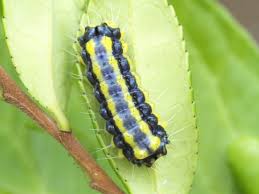 ○ホタルガの幼虫: ご近所の小さな生き物たち